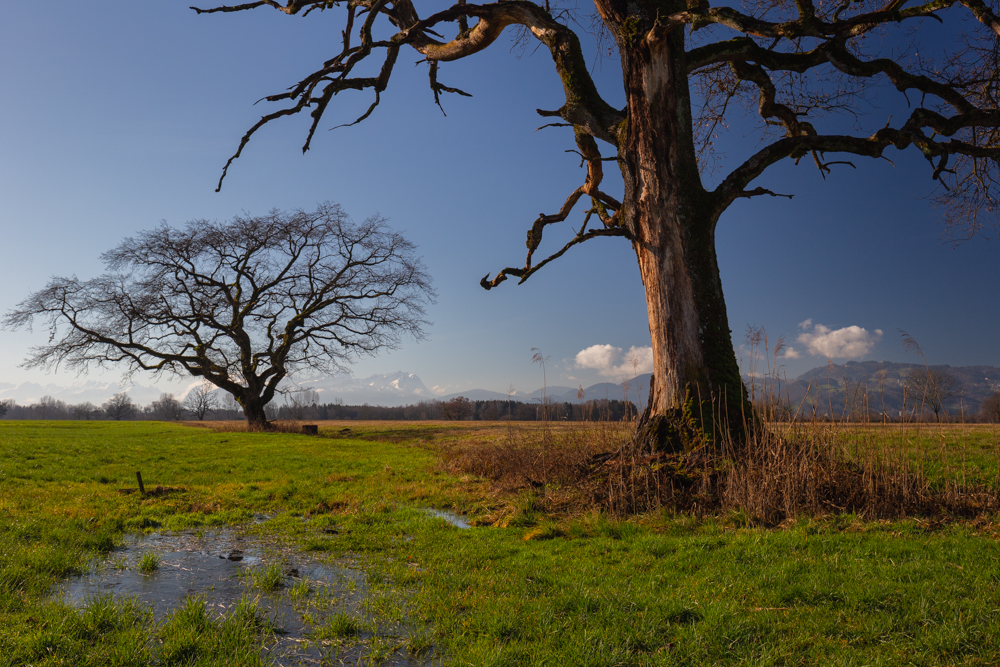 Lauteracherried im Jänner 7